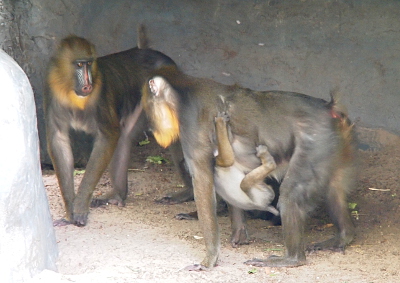 [The yellow fur is visible on both females. The baby mandril has his mother's fur grasped in all four limbs as he hangs under her. She is walking toward the younger female.]